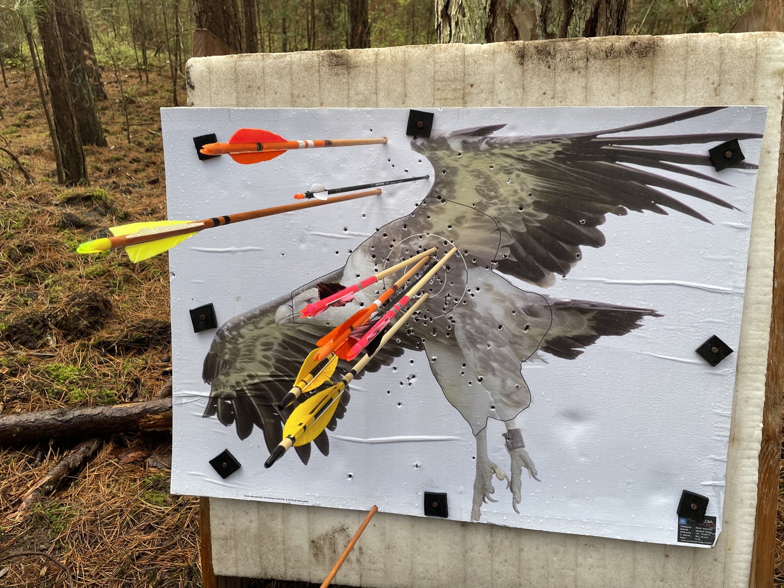 JOURNÉE INITIATION TIR DE PARCOURS