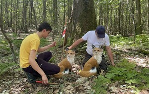 INSTALLATION DES CIBLES A MILLEMONT